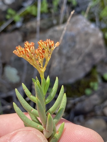 Crassula tetragona