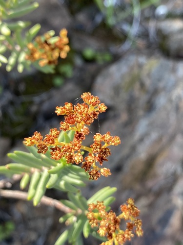 Crassula tetragona