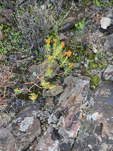 Crassula tetragona