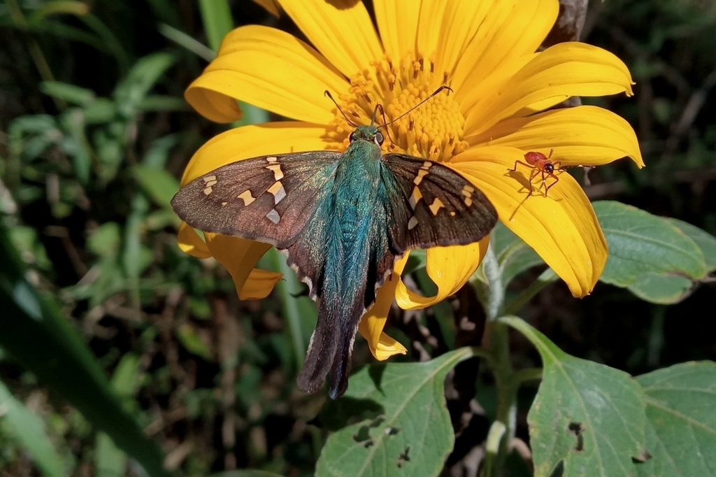Spot-banded Longtail