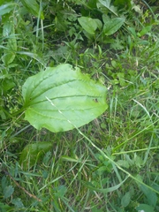 Plantago major
