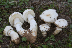 Leucoagaricus bonii
