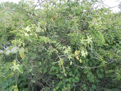 Gonolobus grandiflorus