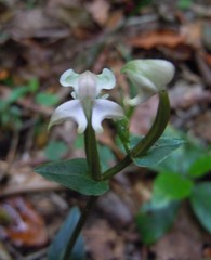 Disperis lindleyana