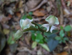 Disperis lindleyana
