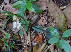 Disperis lindleyana