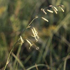 Silene chlorantha