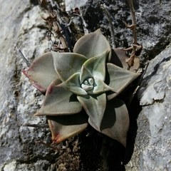Dudleya cymosa pumila