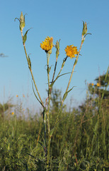Tragopogon dasyrhynchus