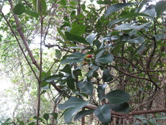 Psychotria capensis capensis