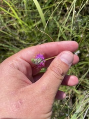 Dalea tenuis