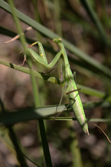 Mantis religiosa