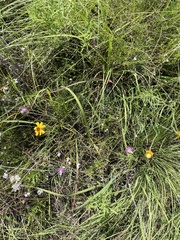 Dalea tenuis