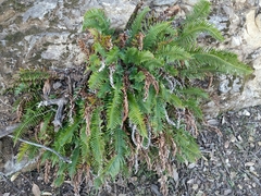 Polystichum imbricans curtum