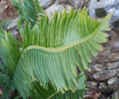Polystichum imbricans curtum