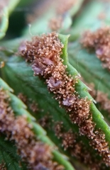 Polystichum imbricans curtum