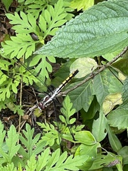 Libellula axilena