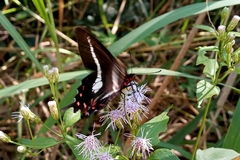 Parides proneus