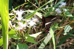 Parides proneus