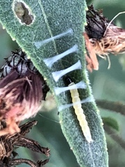 Cenopis diluticostana