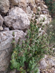 Marrubieae