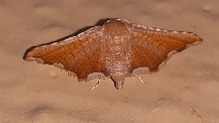 Hypolamprus angulalis
