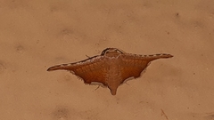 Hypolamprus angulalis