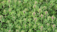 Teucrium chamaedrys