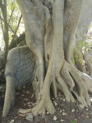 Ficus petiolaris palmeri