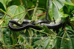 Chironius grandisquamis