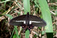 Parides proneus