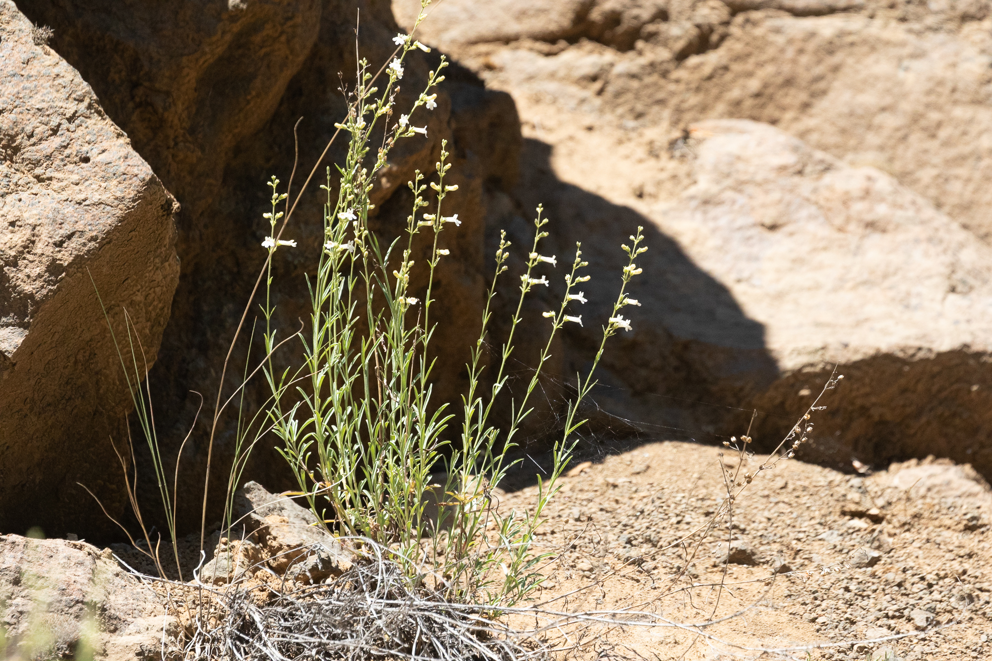 Penstemon deustus var. variabilis