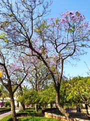 Jacaranda mimosifolia