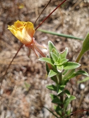 Oenothera humifusa
