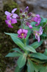 Boechera breweri breweri