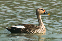 Indian Spot-Billed Duck photo 1