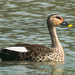 Indian Spot-billed Duck - Photo (c) Vijay Anand Ismavel, some rights reserved (CC BY-NC-SA)