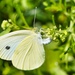 Mariposa Blanca de la Col - Photo (c) tca12345, algunos derechos reservados (CC BY-NC), subido por tca12345