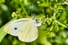 Small White - Photo (c) tca12345, some rights reserved (CC BY-NC), uploaded by tca12345