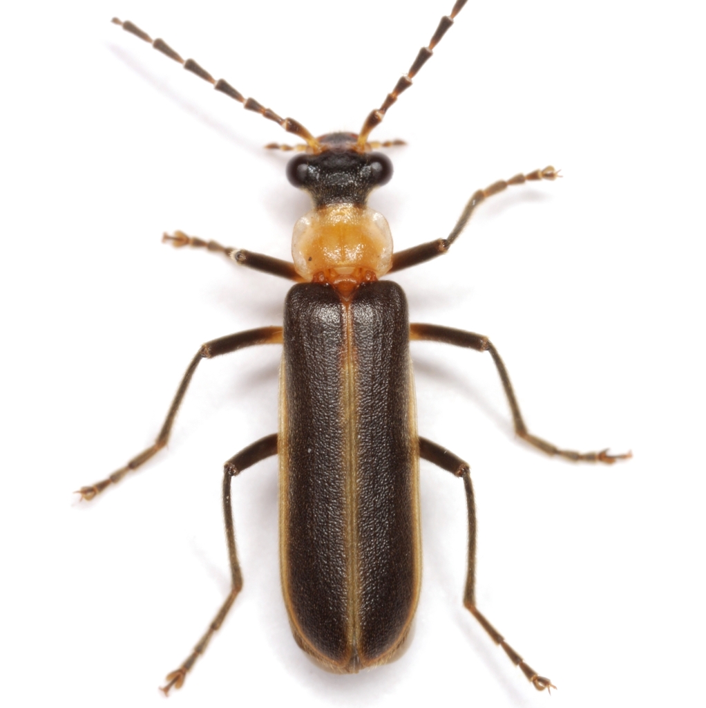 Yellow-necked Soldier Beetle