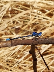 Argia vivida