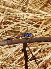 Argia vivida