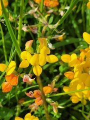 Lotus corniculatus