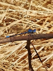 Argia vivida