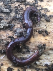 Lumbricus rubellus