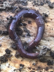 Lumbricus rubellus