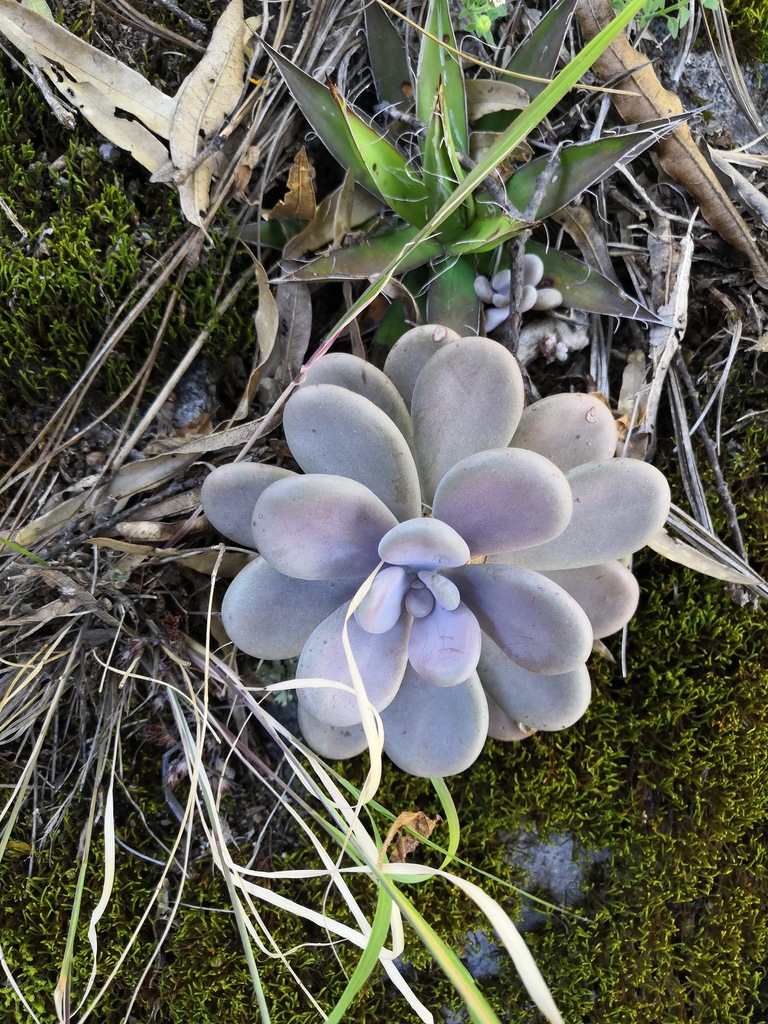 Graptopetalum amethystinum, Bolaños, Jal., México