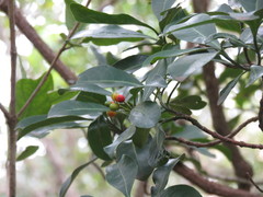 Psychotria capensis capensis