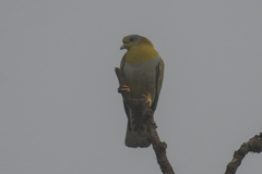 Treron phoenicopterus