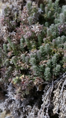 Galium clementis